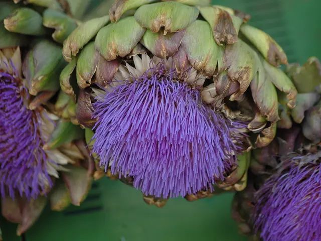 Guide for Cultivating and Nurturing Globe Artichokes