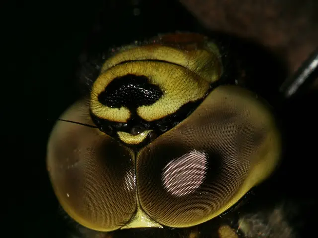 Street lamps with openings attract significantly fewer insects, study finds.