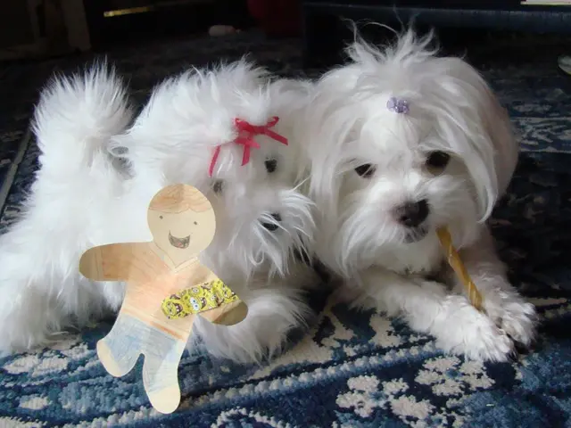 Dog enthusiasts are buzzing over this cooling mat for canines, and I stumbled upon a deal with a...