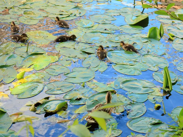 Cleaning Orchid Leaves Properly - Craft Your Own Shine Spray to Maintain Them Pest-Free and Radiant