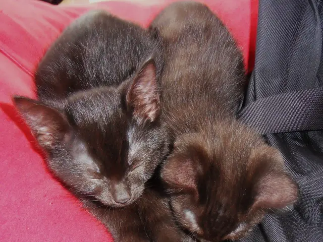 Nine varying breeds of brown cats, ranging from Siamese Chocolate Point to Havana Brown.