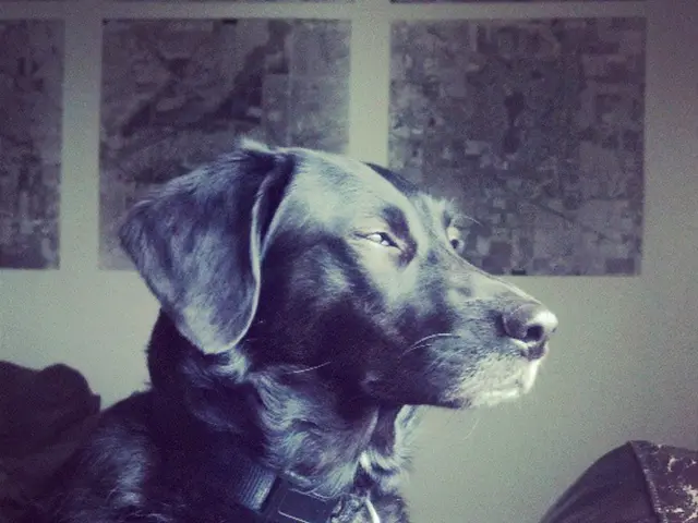 "They merely desired a glimpse of the puppies"