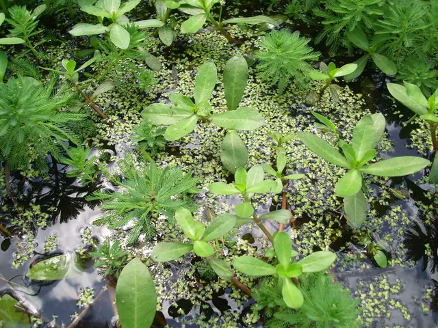 Ten Crucial Water Plants for a Flourishing Pond Ecosystem