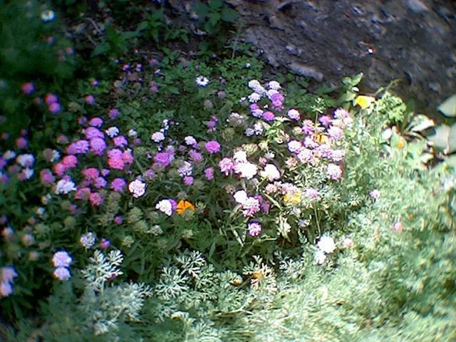 Transform a Bustling Pollinator Haven Using These 6 Indigenous Blossoming Shrubs