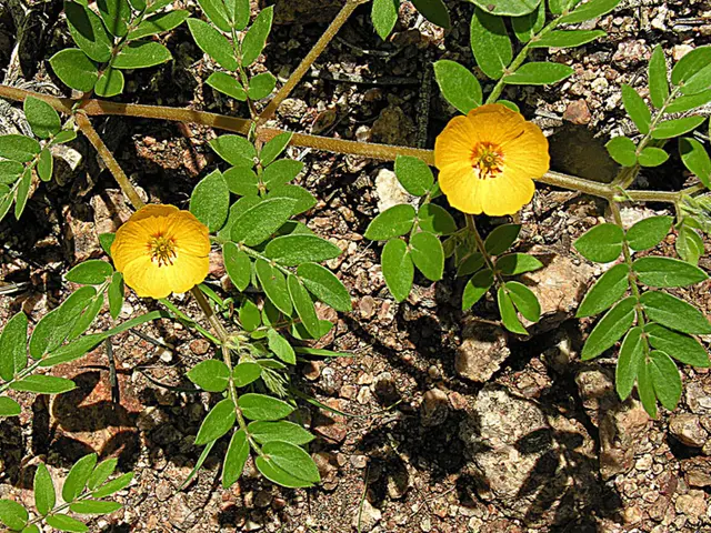 Methods for Trimming Rose of Sharon for Vigorous Development: Advice from Professionals
