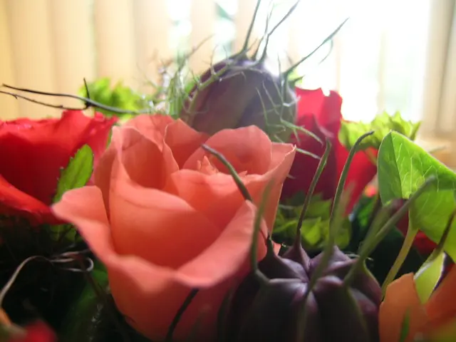 Guide on Growing a Peach Tree from a Seed: DIY Peach Seed Germination