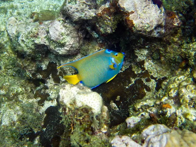 Document detailing the practice of capturing images of Signal Blennies, a specific type of fish,...