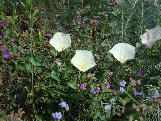 Invasive Surprise: Discovering That Common Garden Plants Can Be Harmful - A Garden Expert Warns and...