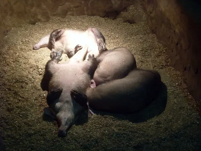 Citizens of Omiches are encouraged to witness the lion and meerkat's evening meal under the stars.