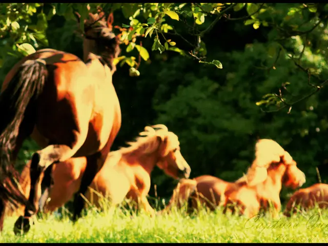 Horses grazing near the water source at Waldeck