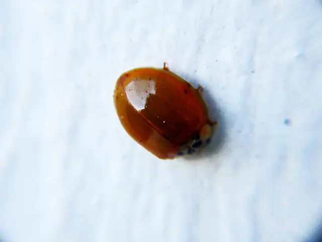 Investigating Growth of Mildew in Soil: Identifying Root Causes and Effective Treatments for White...