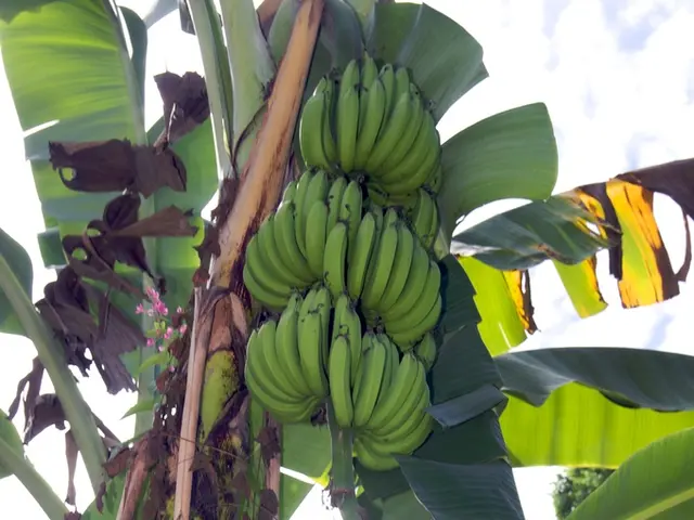 Uncover Surprising Applications of Banana Plants You Haven't Heard Before