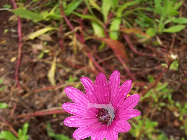 Optimal Time for Daffodil Sowing in Alabama: Recommendations and Guidelines