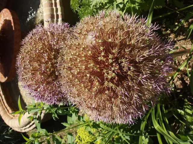 Methods to Maintain Plant Hydration During Vacation - Top 7 Techniques for Watering Plants When...