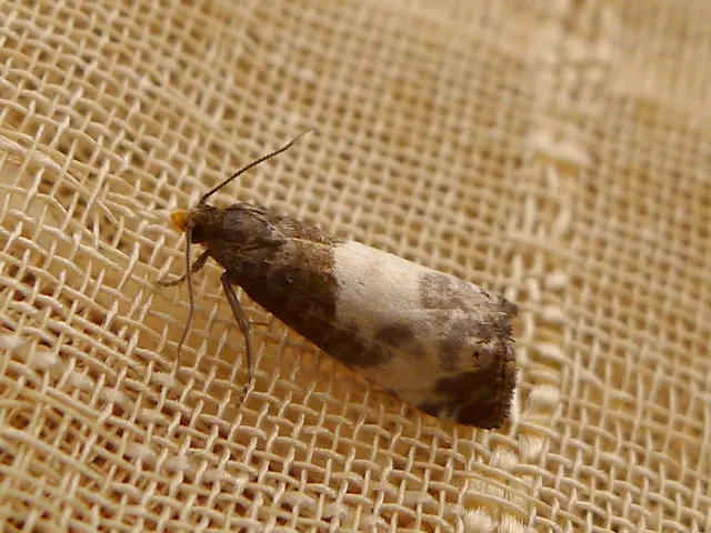 Eliminating moths: Top 10 strategies