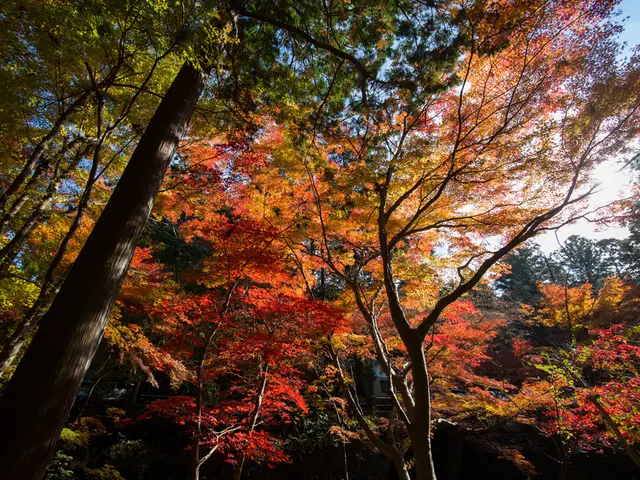 Cultural Artwork Highlights: Redbud Leaf Shaped Hearts