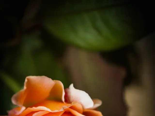 Massive Amorphophallus titanum experiences full bloom, drawing large number of spectators eager for...