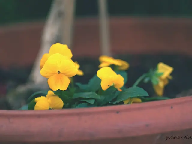 Strategies for Multiplication of Orchids: Explore 4 Methods to Expand Your Greenhouse Family