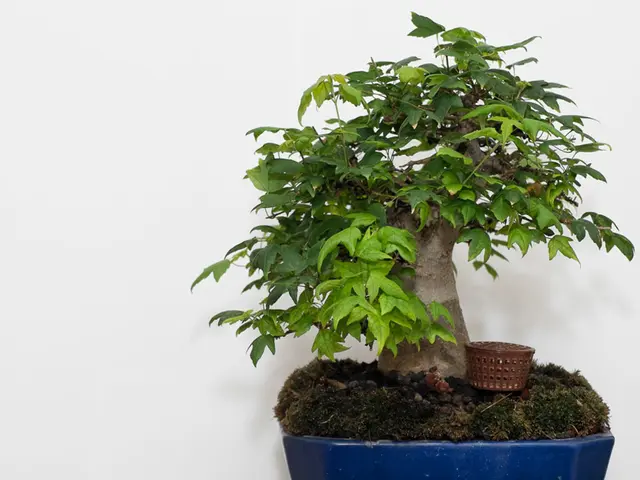 Comprehensive Guide for Caring for Blue Jacaranda Bonsai