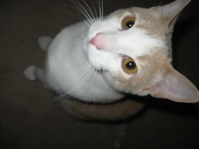 Which Popular Feline Species Suit Your Lifestyle Best? Discover Your Ideal Option Here!