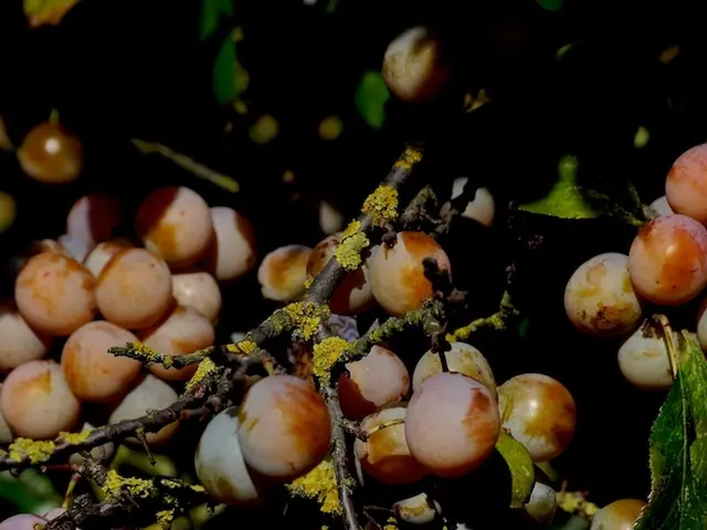 Guide for Jade Plant Propagation: Steps to Multiply Your Houseplant