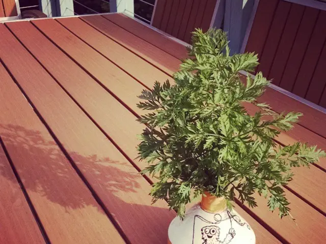 Successfully eradicated mold from houseplant soil using this watering method - not only deters...