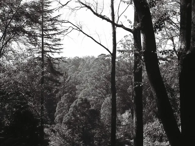 Favourite Tree of the Experts Revealed