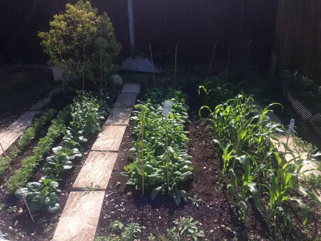 Preparing Ground for American Ginseng Cultivation in Ohio via the Wild-Simulated Method: Guide to...