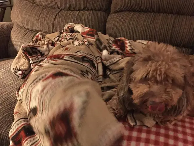 Shoppers on Amazon are praising a dog cooling mat, and I've discovered that it's currently...