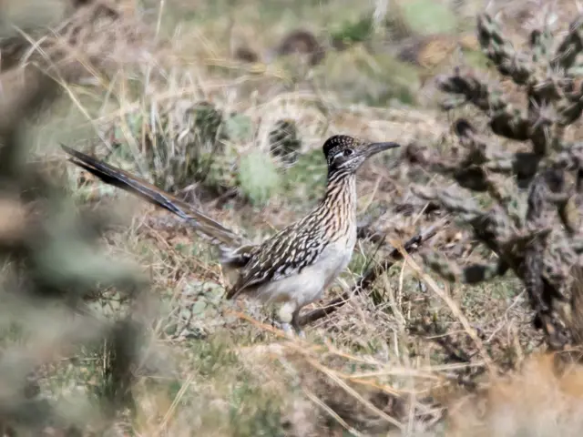Avoid feeding birds bread: Alternative foods recommended by wildlife experts