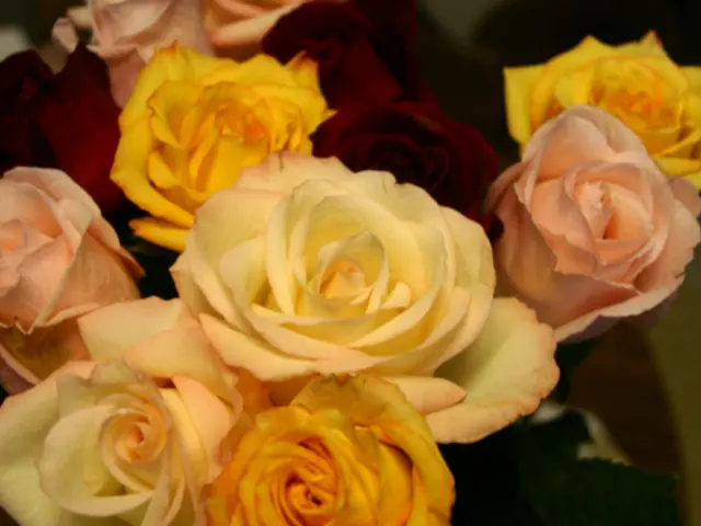 Avoid gifting the wrong rose color to your loved ones when expressing affection