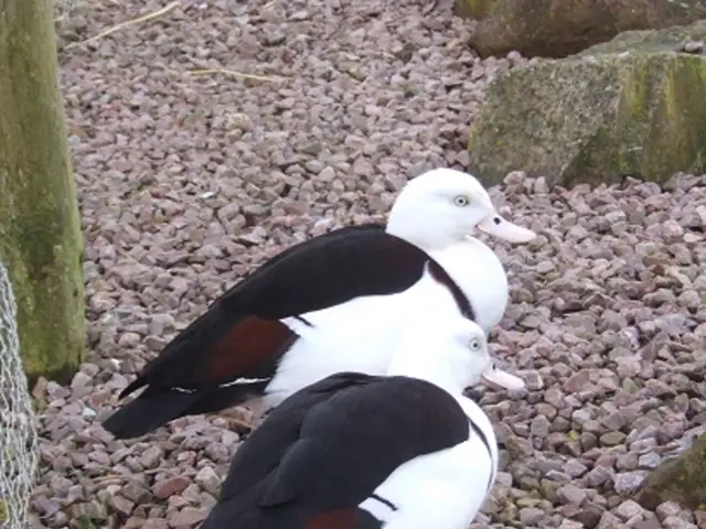 Connecting Pathways Amongst Elevated Garden Beds - Exploring 4 Tidy, Useful, and Aesthetic...