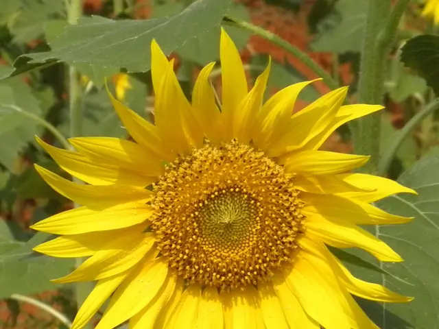 Ideal Sowing Time for Sunflowers in Central Florida: Discovering the Perfect Moment for a Vibrant...