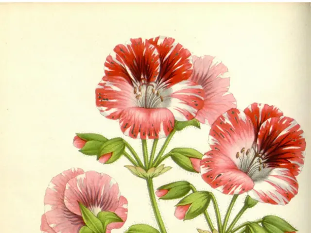 Affordable, Aesthetically Pleasing Playing Card Decks Ready for Purchase