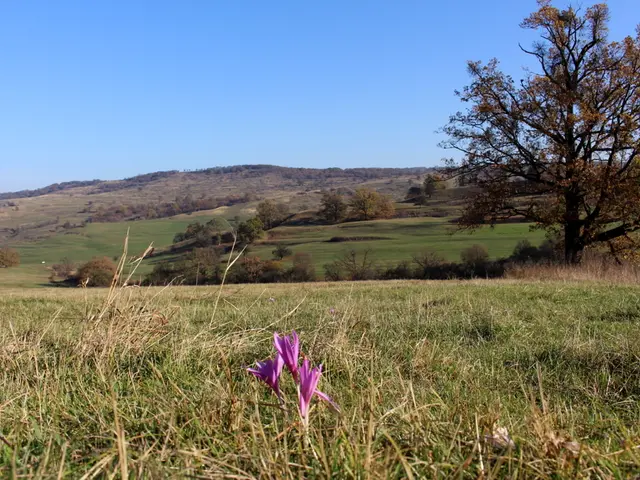 Top 10 Perennials Thriving in Autumn Planting