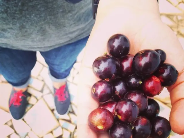 Cats Should Avoid Consuming Grapes and Raisins Due to Possible Toxic Effects