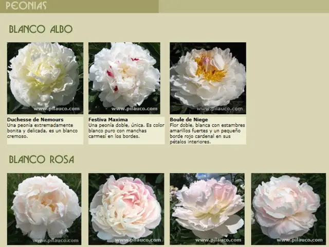 Premium Wedding Blossoms Available from Local Florists: A Highlight of 7 Exquisite choices