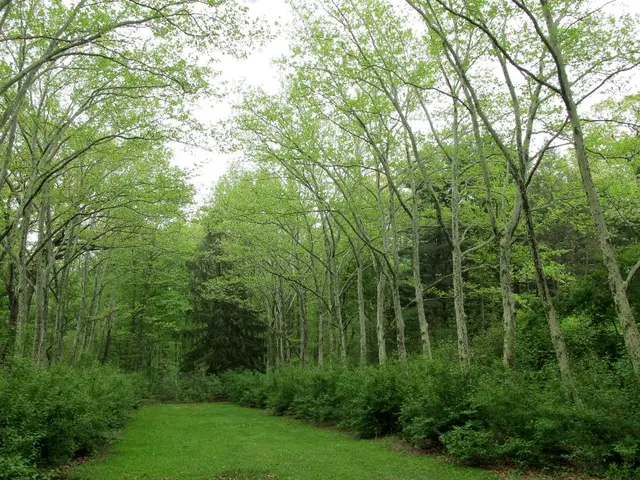 Five Edible Greens Suitable for Consumption During Winter and Early Spring Months