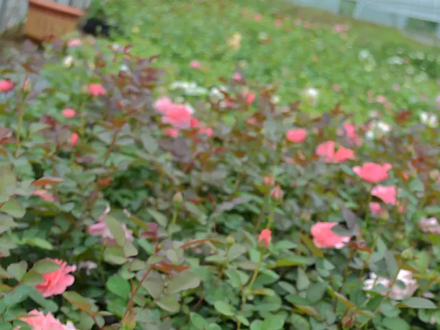 Augural green havens to explore: exquisite spots reaching their peak of beauty in August