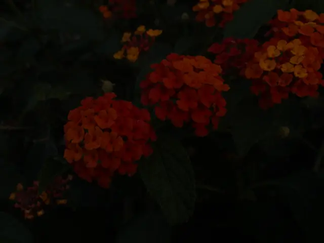 Guidelines for Sowing Indoor Flower Seeds Like an Expert