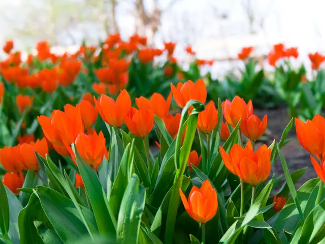Guide for Growing a Tulip Flower Garden in Depth