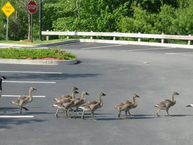 Family of ducks performing a wave on A671 highway