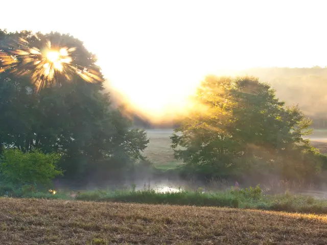 Practical advice for cultivating plants in elevated containers