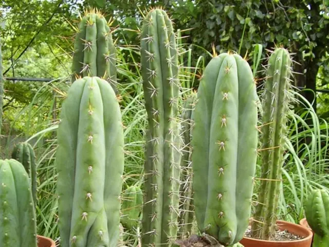 Instructions for Managing Cacti