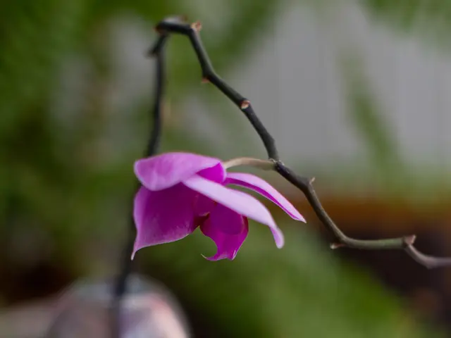 "Discover 6 Flora Species That Deter Ticks and Create an Appealing Atmosphere in Your Outdoor or...