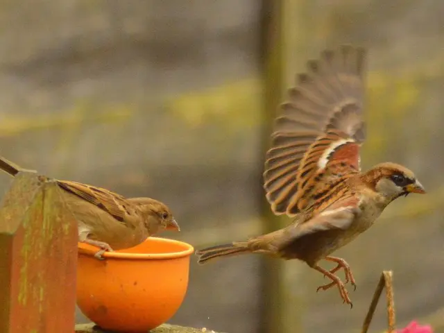 Positioning a bird bath in your garden for heightened bird activity during summer months