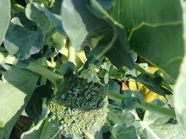 Recognizing the Perfect Peek for Broccoli: 5 Crucial Indicators for Harvest