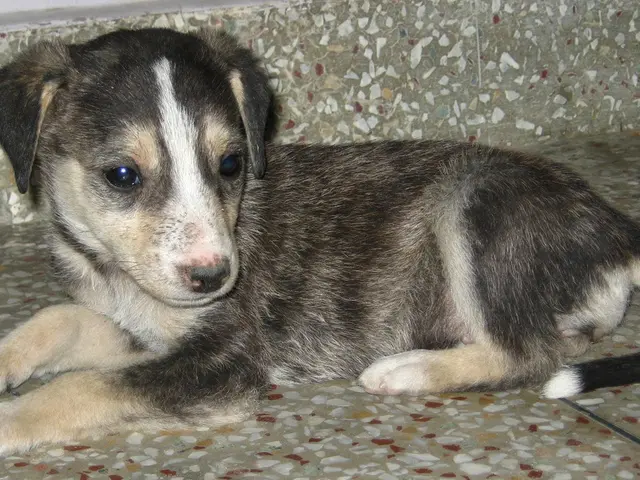 Faithful Family Canines: 6 Factors That Make Boxer Dogs Exceptional Household Pals