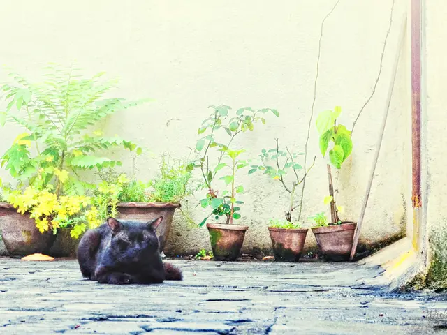 Potential Danger for Feline Friends: Is Consumption of Aloe Plants Harmful to Cats?