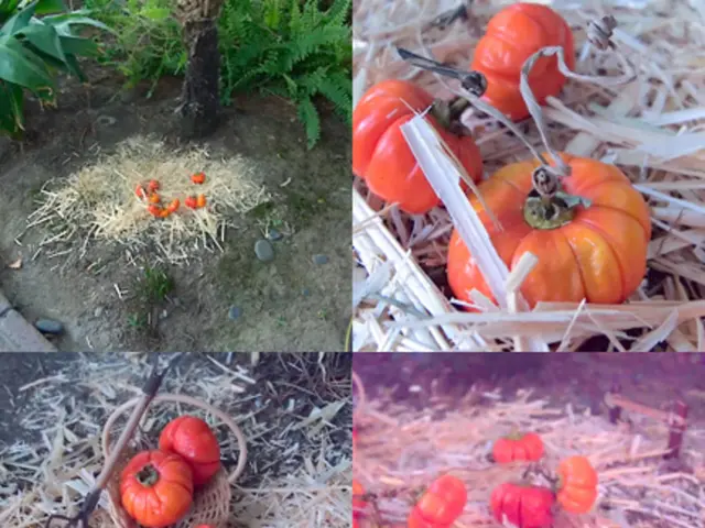 Harvesting colossal gourds: DIY guide for cultivating pumpkins and squashes